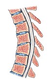 Thoracic spine,artwork