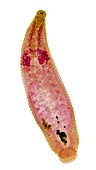 Leech,light micrograph