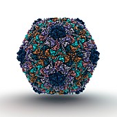 Bacteriophage particle,artwork