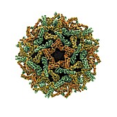 Yellow fever virus particle,artwork