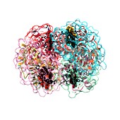 Haemoglobin molecule,artwork