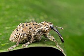Rainforest weevil on a leaf