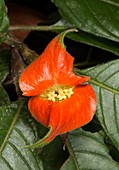 Hot lips plant (Psychotria poeppigiana)