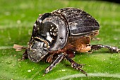 Scarab beetle with phoretic mites
