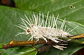 Cordyceps fungus infecting moth