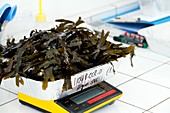 Testing seaweed