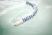 Amphibious snake robot