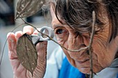 Researcher examining plant specimens