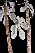 Trumpet tree (Cecropia obtusifolia)