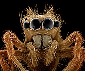 Jumping spider,SEM