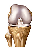 Knee joint,artwork