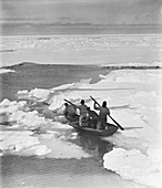 Antarctic penguin hunt,1910