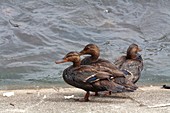 Ducks covered in oil