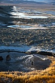 Owens lake re-irrigation,California,USA