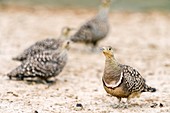 Male Namaqua Sandgrouse