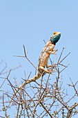 Male Ground Agama sunning