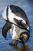 Adult African Penguin preening