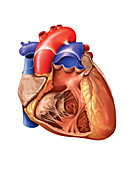 Heart and Right Ventricle,artwork
