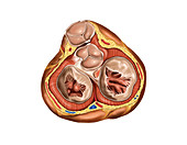 Cardiac valves in diastole,artwork