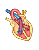 Schema of isotonic systole,artwork