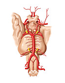 Arteries of the Brain base,artwork