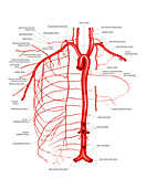 Arterial system of Thoracic wall,artwork