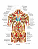 Arterial system of trunk,artwork