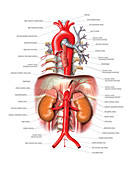 Arterial system,aorta,artwork
