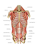 Arterial system of Thoraco-abdominal wall
