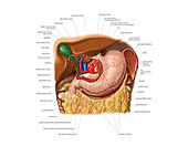 Arterial system of stomach,artwork