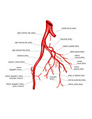 Arterial system of the abdomen,artwork