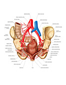 Arterial system of the pelvic cavity