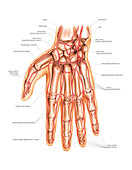Arterial system of the hand,artwork