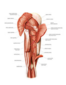 Arterial system of the leg,artwork