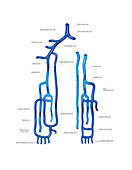 Venous system of the upper limb,artwork