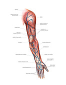 Venous system of the upper limb,artwork