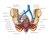 Venous system of the pelvis,artwork