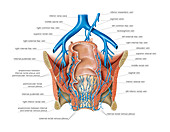 Venous system of the pelvis,artwork