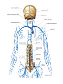 Venous system of vertebral venous plexus