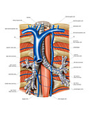Venous system of the chest,artwork