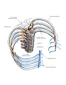 Rib veins and vertebral venous plexus