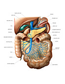 Venous system of the abdomen,artwork