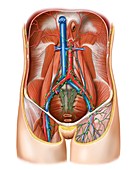Lymphoid system of the abdomen,artwork