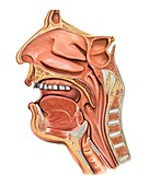 Oral cavity and Pharynx,artwork
