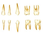 Child's teeth,artwork