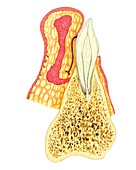 Structure of incisor tooth,artwork