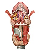 Tongue,larynx and Thyroid,artwork