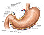 Stomach vasculature,artwork