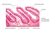 Structure of intestinal tract,artwork