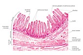 Structure of the duodenal wall,artwork